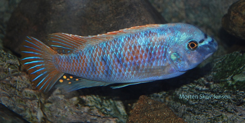 Labeotropheus fuelleborni 'Chiwi Rocks'